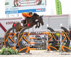 jumper H-Cassino (Belgian Warmblood, 2007, from Torino)