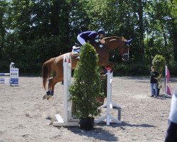 jumper Chin Chamour (Westphalian, 2009, from Chin Quin)