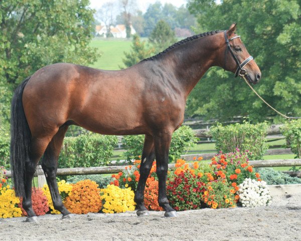 stallion Sir Sinclair (KWPN (Royal Dutch Sporthorse), 1999, from Lord Sinclair I)