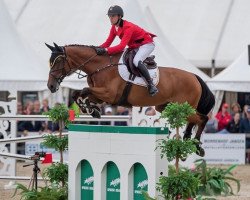 Springpferd Konak (Belgisches Warmblut, 2010, von Nabab de Rêve)