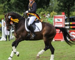 dressage horse Avantage 15 (German Riding Pony, 2008, from Anthony Quinn WE)