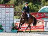 jumper Zine Blue (Oldenburg show jumper, 2014, from Zinedine)