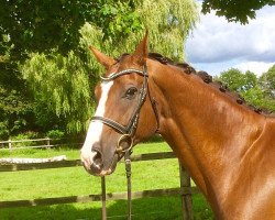 dressage horse Dorano 11 (Hanoverian, 2000, from Donnerhall)