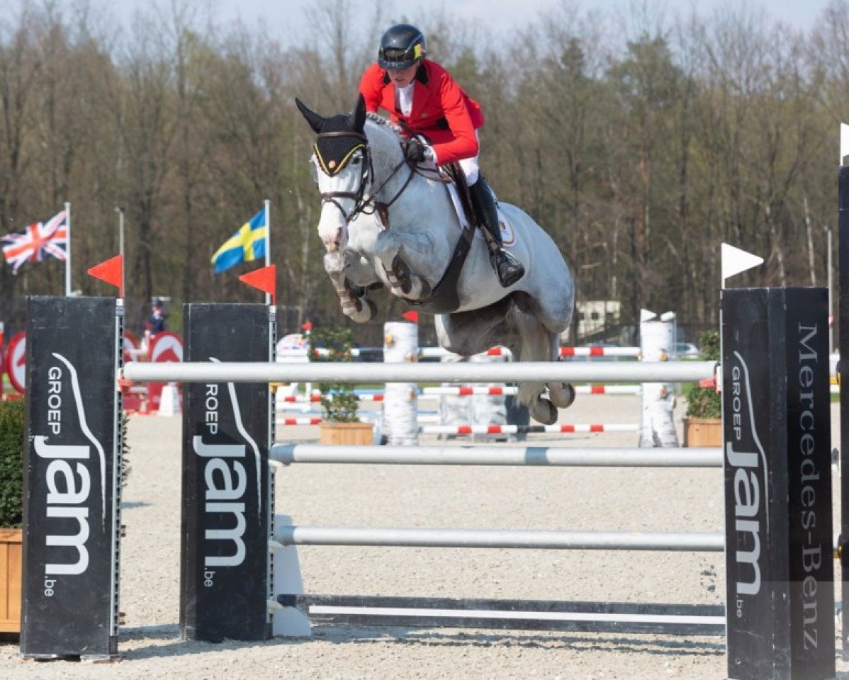 jumper Cassandra Hsp (Slovenian Warmblood, 2010, from Sandro Boy)
