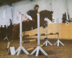 stallion Leicester (German Riding Pony, 1988, from Losander)