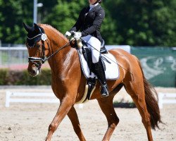 dressage horse Fabelhaft 40 (Oldenburg, 2013, from For Romance I)