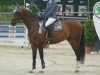 jumper Sonic flying (Hanoverian, 2014, from Stolzenberg)