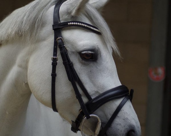 dressage horse Ballinaboy Princess (Connemara Pony, 2013, from Maecon Boy)