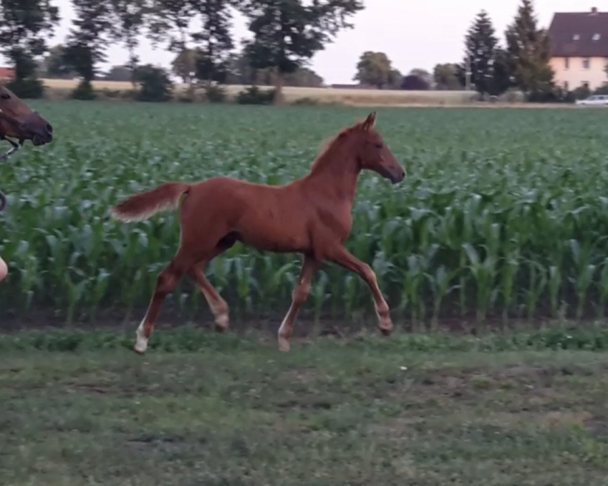 dressage horse Hengstfohlen v. Golden Atreju x Dreamcatcher (German Riding Pony, 2019, from Golden Atreju)