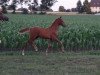 dressage horse Hengstfohlen v. Golden Atreju x Dreamcatcher (German Riding Pony, 2019, from Golden Atreju)