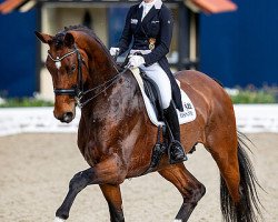 dressage horse Vayron NRW (Westphalian, 2011, from Vitalis)