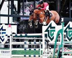 broodmare Balsandra (Oldenburg show jumper, 2004, from Baloubet du Rouet)