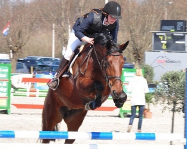 Zuchtstute Hannabel de Goedereede (Belgisches Warmblut, 2007, von Darco)