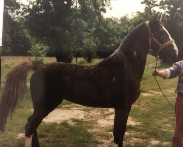 Pferd Prinzess B 2 (Westfale,  , von Palisander)