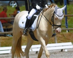 dressage horse Mayflower 73 (German Riding Pony, 2011, from Samorens Maestro)