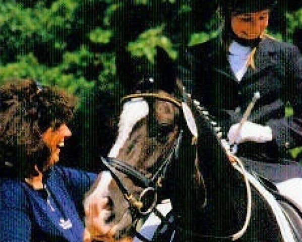 horse Noble Star 8 (German Riding Pony, 1992, from Nordstar)