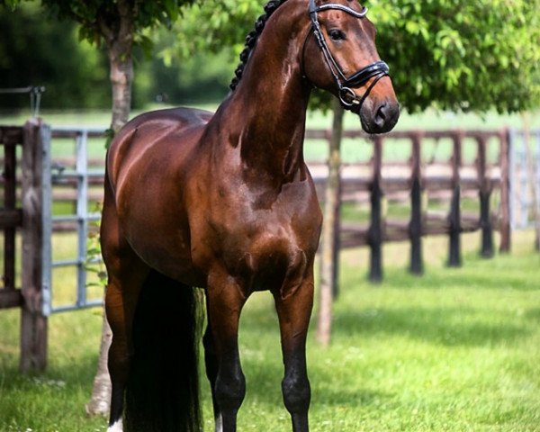 dressage horse Genius 116 (KWPN (Royal Dutch Sporthorse), 2011, from Glock's Romanov)