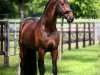 dressage horse Genius 116 (KWPN (Royal Dutch Sporthorse), 2011, from Glock's Romanov)