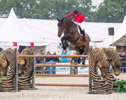 Springpferd Hallo C (Belgisches Warmblut, 2007, von Cabrio van de Heffinck)