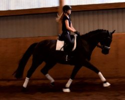 dressage horse ***Schicker gut ausgebildeter Wallach in dunkler Jacke*** (Oldenburg, 2012, from Don Gigolo 4)