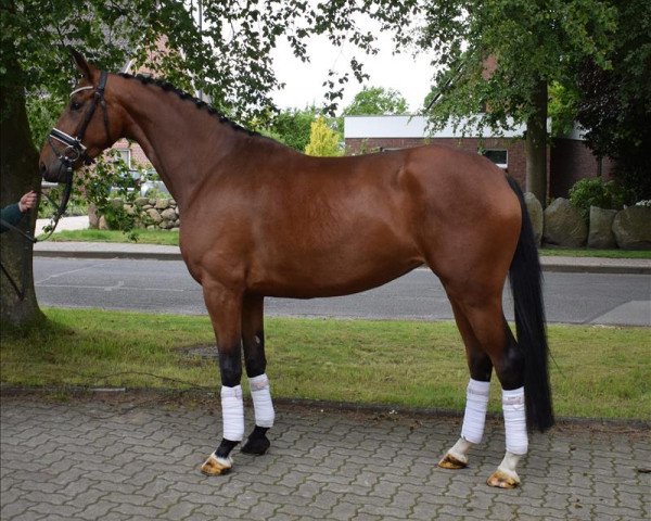 dressage horse ***Schön modellierte Sportlerin mit bester Qualität*** (Oldenburg, 2015, from Buckingham)