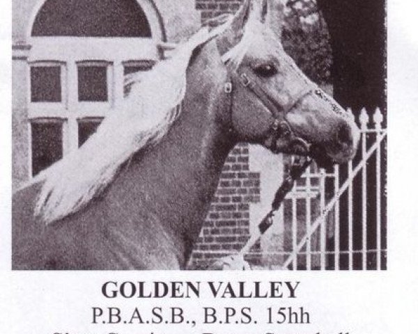stallion Golden Valley (Arab half breed / Partbred, 1955, from Cervin AA)