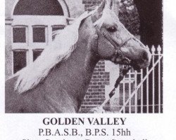 Deckhengst Golden Valley (Arabisches Halbblut / Partbred, 1955, von Cervin AA)