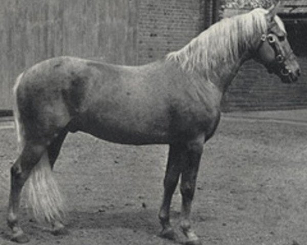 stallion Golden Trail (Palomino, 1946, from Wahoo)