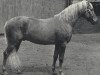 stallion Golden Trail (Palomino, 1946, from Wahoo)
