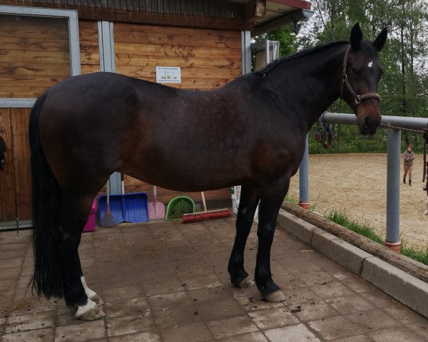 Zuchtstute Conny (Schweres Warmblut, 2001, von Celtis)