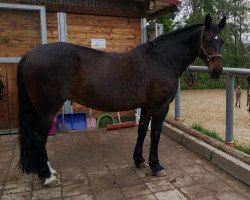 broodmare Conny (Heavy Warmblood, 2001, from Celtis)