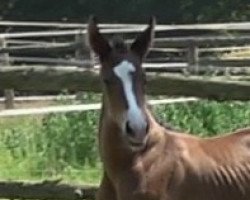 broodmare Bernadette (Hanoverian, 2019, from Bernay)