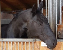 broodmare Donnerbell (Oldenburg, 2006, from Sir Donnerhall I)