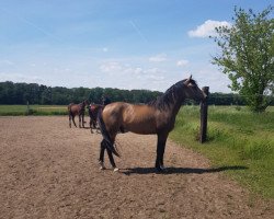 dressage horse Happy Tin Nicholson (German Riding Pony, 2017, from Pav Nobility)