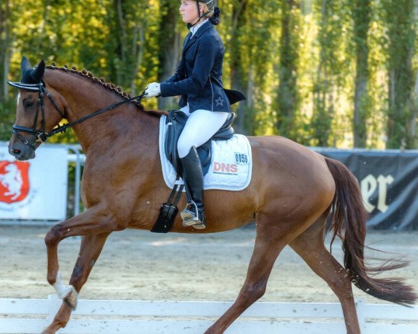 dressage horse Bijou 443 (Westphalian, 2012, from Belissimo NRW)