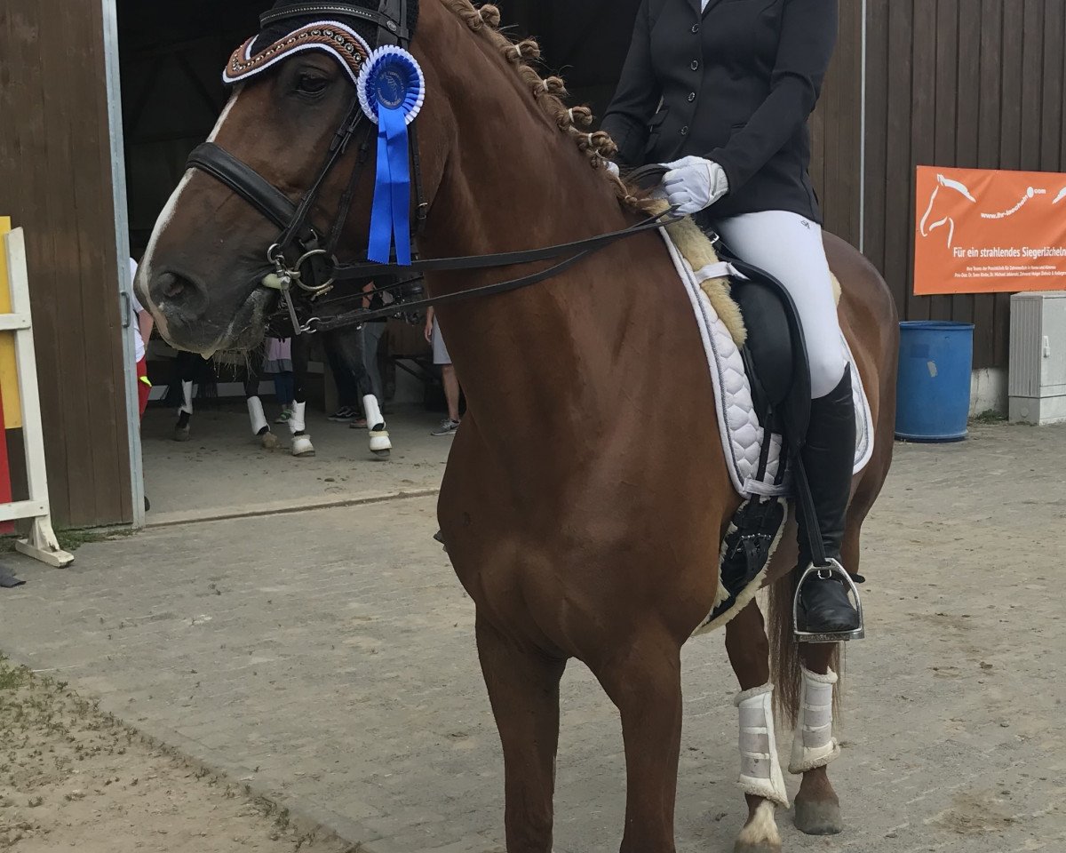 dressage horse Cassilo 9 (Oldenburg, 2009, from Chequille)