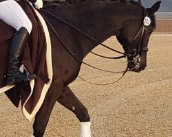 dressage horse Rhapsody Noir (Hanoverian, 2006, from Rascalino)