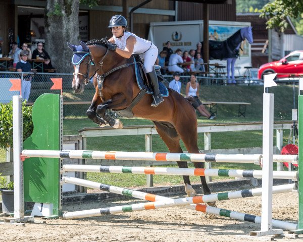 jumper Gold Fritz (Trakehner, 2008, from Alter Fritz)