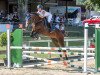 jumper Gold Fritz (Trakehner, 2008, from Alter Fritz)