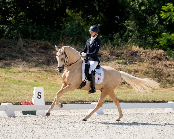 dressage horse Dexter Mcdougle (German Riding Pony, 2014, from Dimension AT NRW)