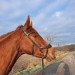 dressage horse Baroness via Bella (Westphalian, 2016, from Barbaresco)