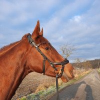 Dressurpferd Baroness via Bella (Westfale, 2016, von Barbaresco)