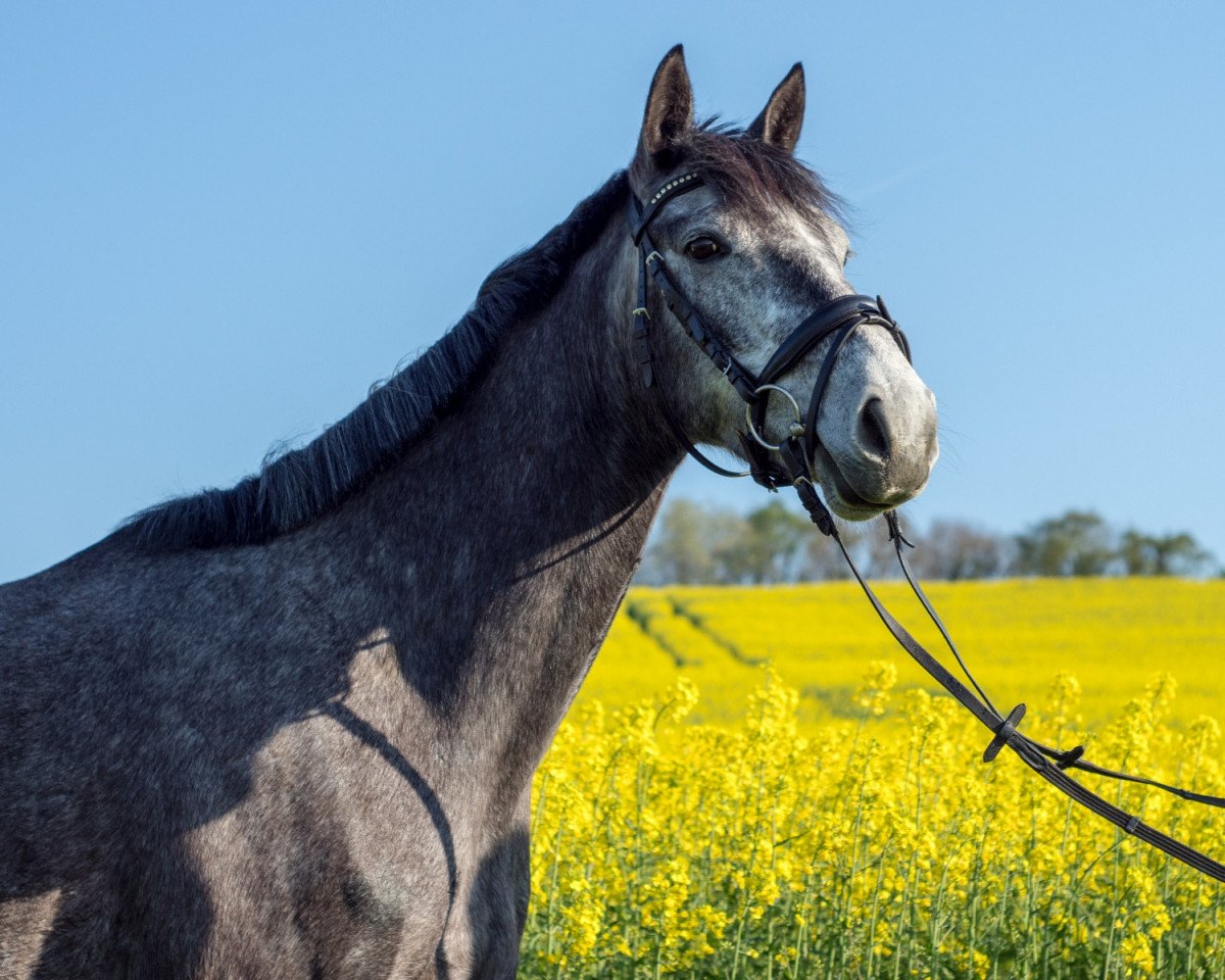 Springpferd Lass I Gal (Irish Sport Horse, 2013, von Loughehoe Guy)