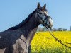 Springpferd Lass I Gal (Irish Sport Horse, 2013, von Loughahoe Guy xx)