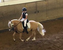 jumper King's Armani (German Riding Pony, 2009, from Unbekannt PONY)