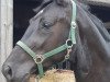 dressage horse Bon Noir 2 (Hanoverian, 2016, from Bon Coeur)