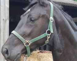 dressage horse Bon Noir 2 (Hanoverian, 2016, from Bon Coeur)