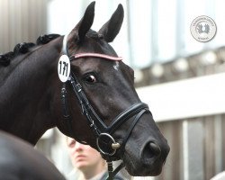 broodmare RS Heidelbeere (Trakehner, 2016, from Herakles TSF)