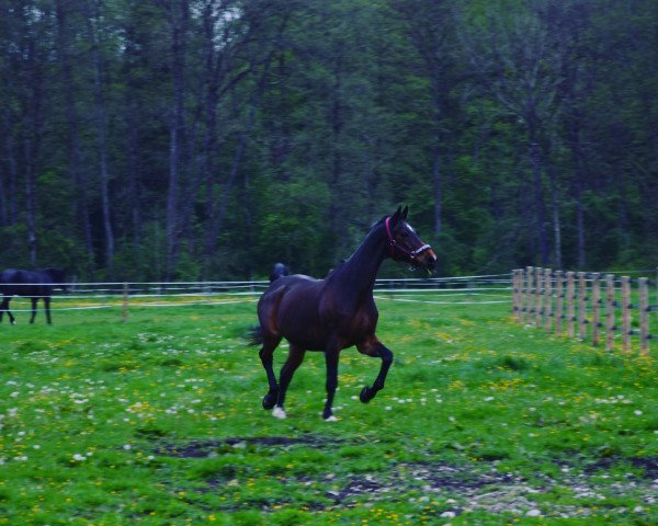 Pferd Rodyn (Oldenburger, 2001, von Rohdiamant)