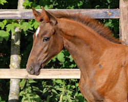 dressage horse Stutfohlen 2019 (Westphalian, 2019, from By your Side 3)